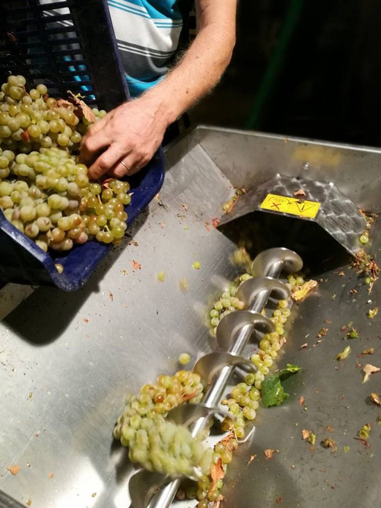 man feeding white grapes press machine at 'Manalis Winery' facilities